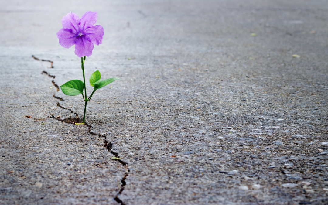 Growing Beyond the Lines I Thought Pain Drew: What Leading a Daily Support Group Has Taught Me